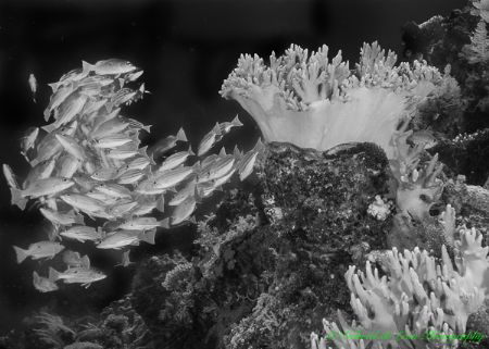 Black and White Reef by Gabriel De Leon Jr 