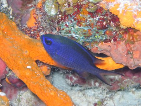 Striking a pose in Cozumel by Stephanie Puttre 