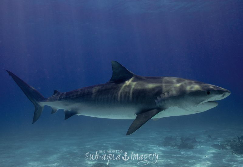 Female Tiger Shark - Tiger Beach, Bahamas by Jan Morton 