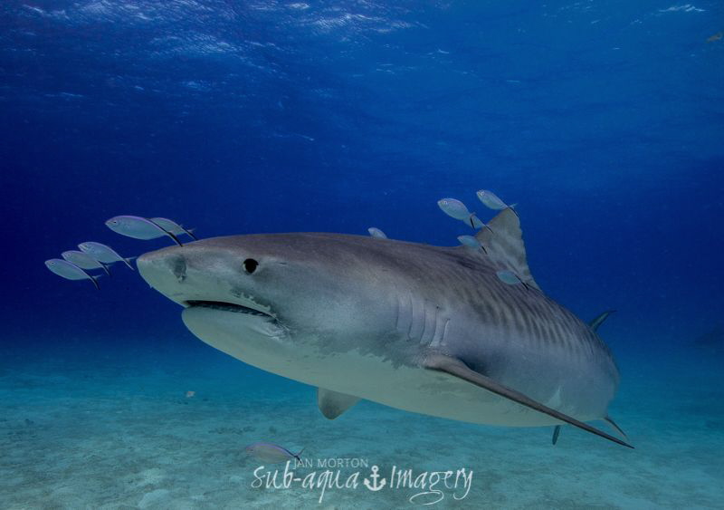 Female Tiger Shark by Jan Morton 