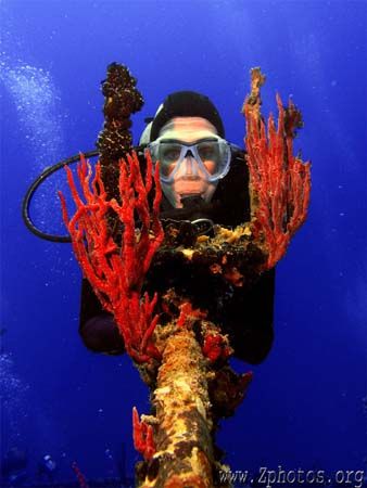 This came off the wreck Halliburton in Roatan. I thought ... by Zaid Fadul 