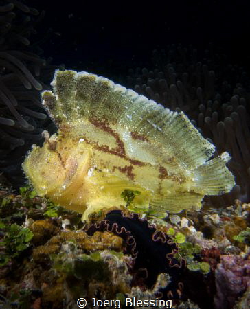 Leaffish and flatworm by Joerg Blessing 