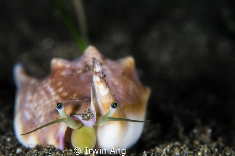 S M I L E 
Strombus vomer (Euprotomus vomer)
Anilao, Ph... by Irwin Ang 