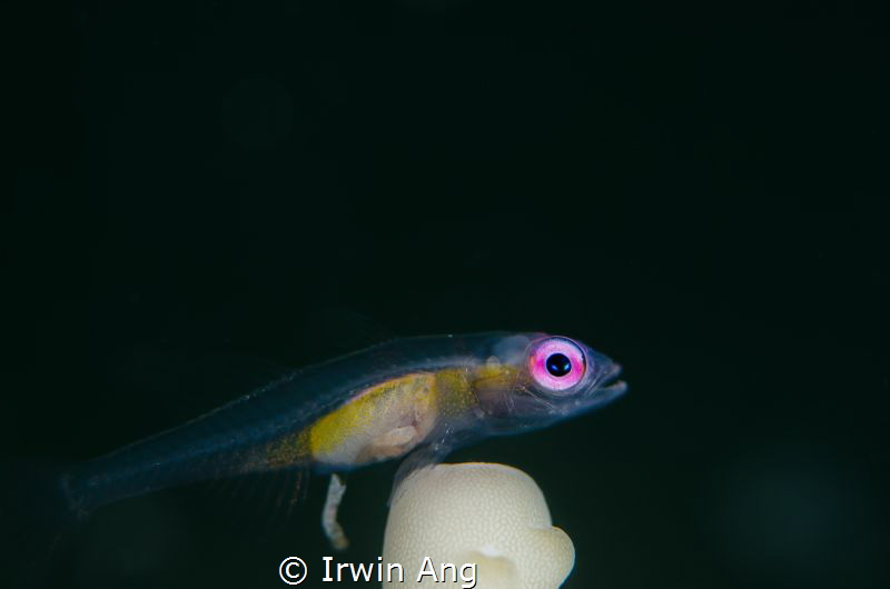 P O O 
Pink-eye goby (Bryaninops natans) 
Anilao, Phili... by Irwin Ang 