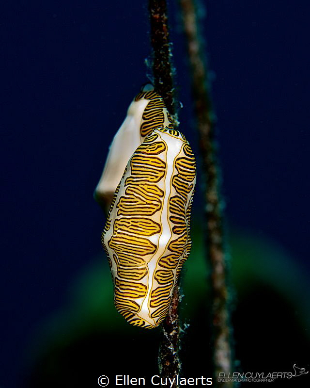 'Simplicity is complicated'
Fingerprint cyphoma by Ellen Cuylaerts 
