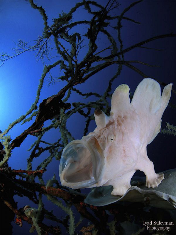 Yawning frogfish by Iyad Suleyman 