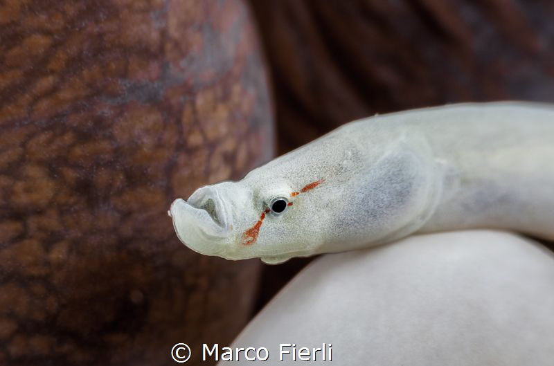 Mashroom Coral Pipe Fish, Portrait by Marco Fierli 