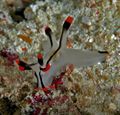Painted Thecacera.D70,105mm.
Kapalai,Sabah by Frankie Tsen 