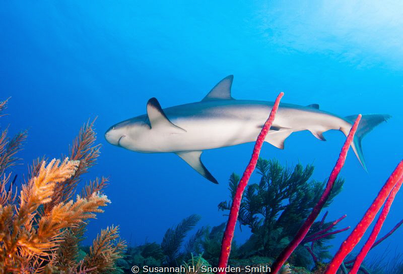 My second time ever photographing sharks and I can't wait... by Susannah H. Snowden-Smith 