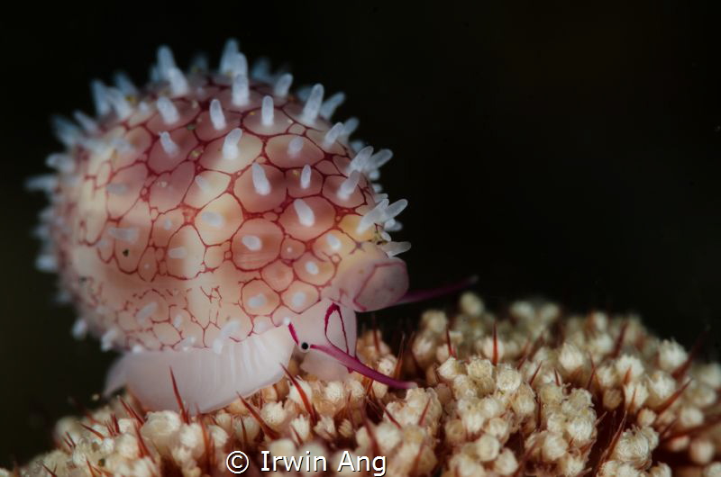 M A R I N E - G A S T R O P O D
Cowrie (Cypraea)
Anilao... by Irwin Ang 