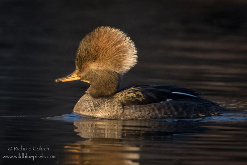 Female Hooded Merganser in late afternoon light. by Richard Goluch 