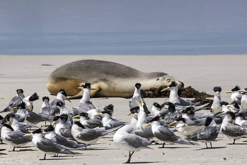 resting (seal bay, KI) by Mathieu Foulquié 