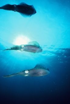 Squids, Something Special Reef, Bonaire by Erich Reboucas 