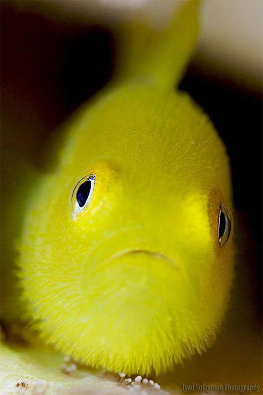 Yellow hairy goby by Iyad Suleyman 