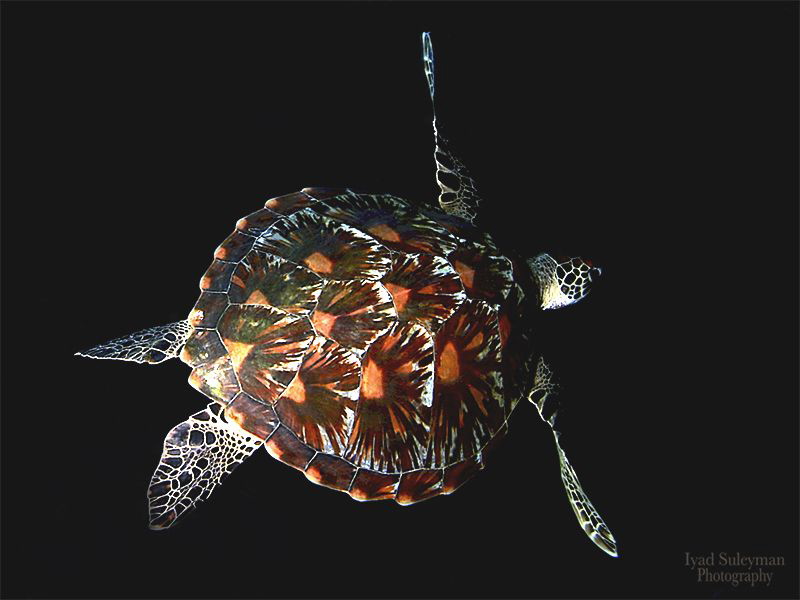 Turtle by Iyad Suleyman 