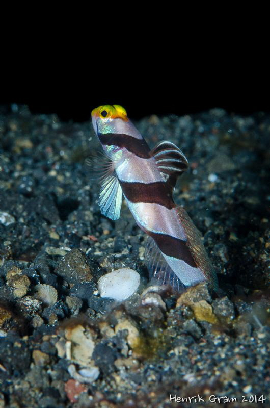 Goby by Henrik Gram Rasmussen 