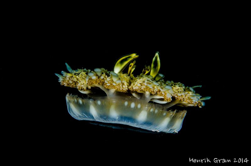 UFO (upside down Jellyfish) by Henrik Gram Rasmussen 