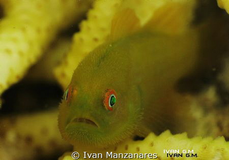 Mr. Hairy Goby
this goby keeps on swimming inside its  h... by Ivan Manzanares 