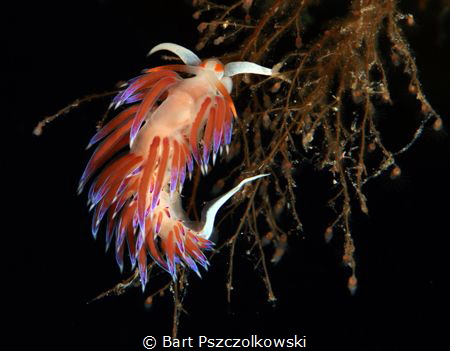 Kratena peregrina,Italy, Sardegna, Capo Coccia, La Madonn... by Bart Pszczolkowski 