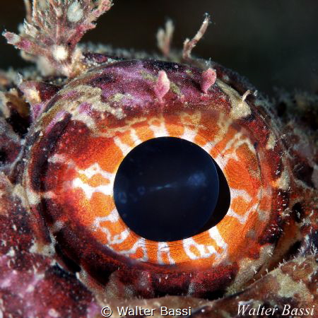 EYE by Walter Bassi 