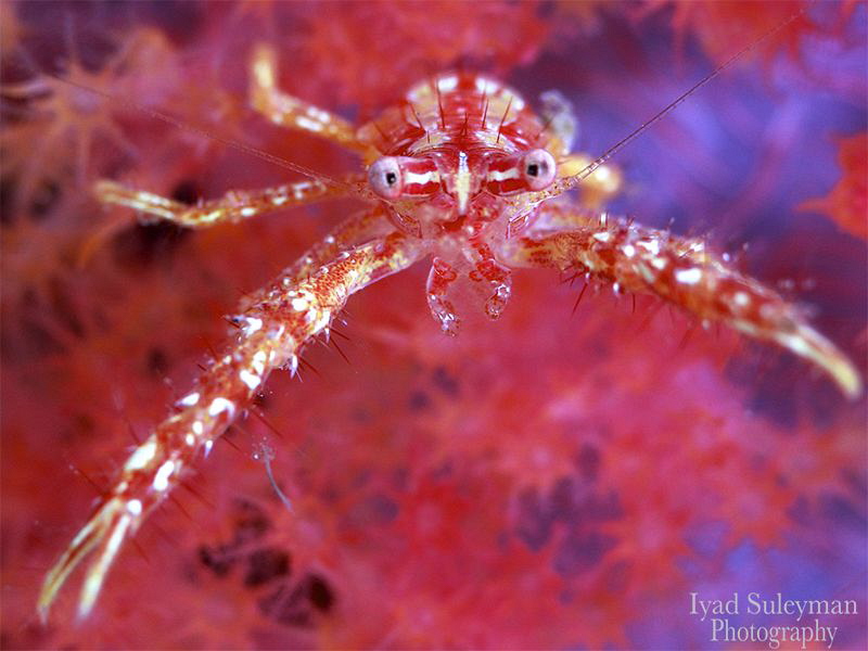 Porcelain Crab by Iyad Suleyman 