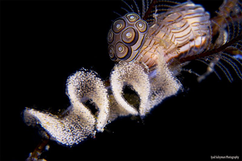 Donut Nudibranch laying eggs by Iyad Suleyman 