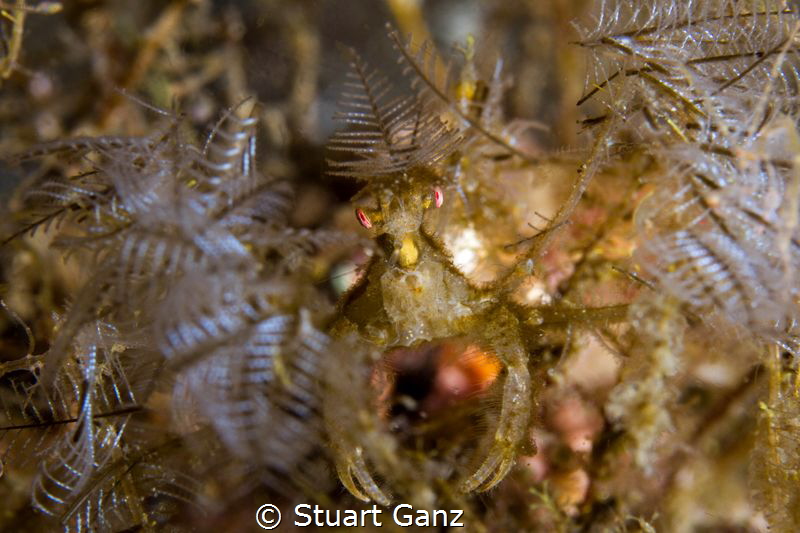 Decorator crab by Stuart Ganz 