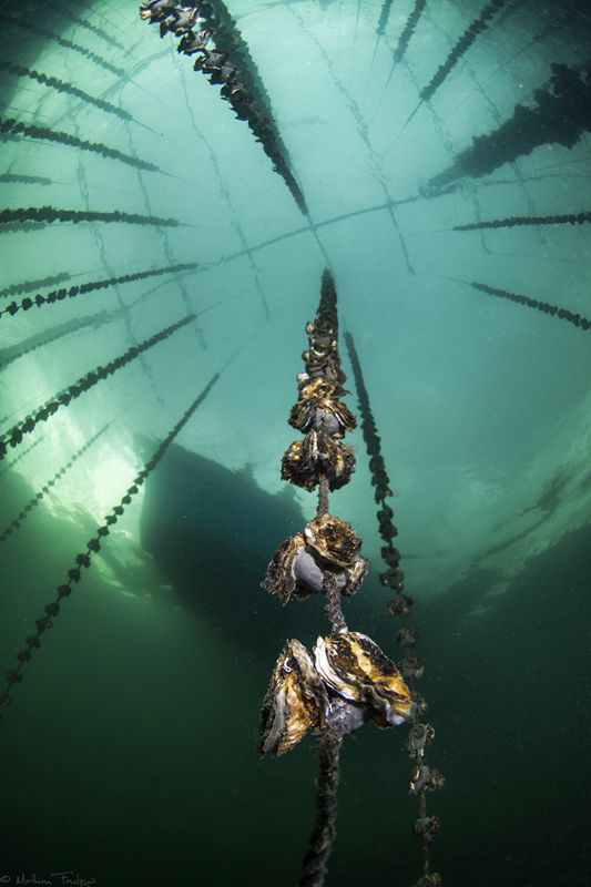 baby oysters; another view (Thau lagoon) by Mathieu Foulquié 
