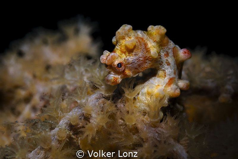 Pygmy Seahorse by Volker Lonz 