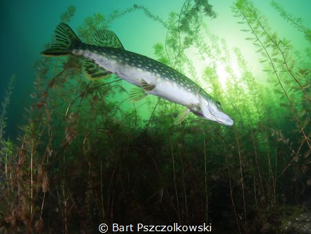 Fresh water Pike by Bart Pszczolkowski 