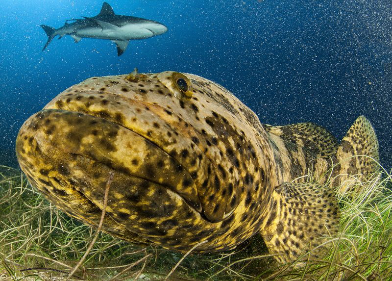 Epinephelus itajara by Mathieu Foulquié 