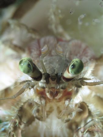 Hermit Crab by Kf Leong 