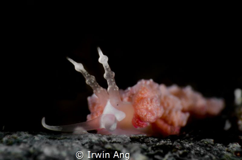 P I N K 
Nudibranch (Favorinus japonicus)
Anilao, Phili... by Irwin Ang 