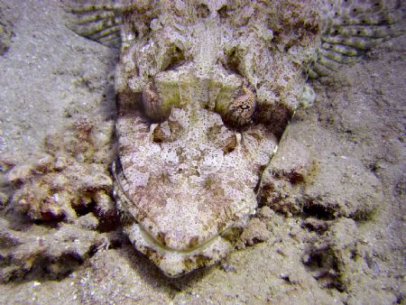 Crocodile Fish by Ryan Stafford 