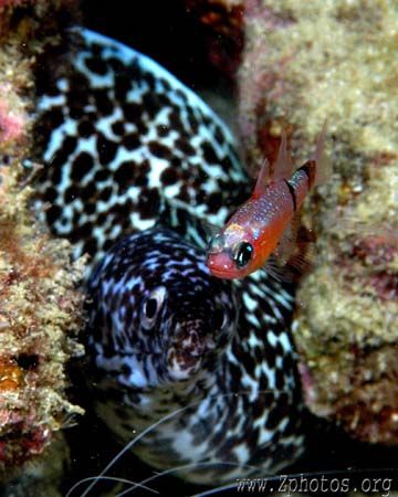 I was trying to shoot the eel when this mimic cardinalfis... by Zaid Fadul 