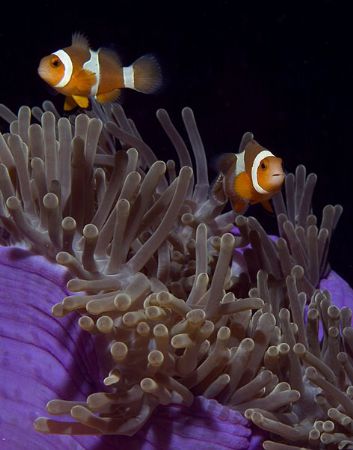 clownfish pair, Similans by Gloria Freund 