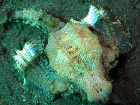 More of the seamoth taken at Bali, Indonesia by Dennis Siau 