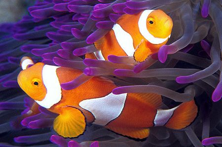 Taken in Lighthouse Bommie-great barrier reef, Australia-... by Raul Rodriguez 