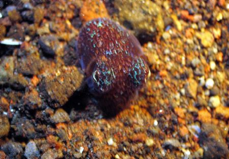 A 'camouflaged' baby octopus, taken at Bali, Indonesia by Dennis Siau 