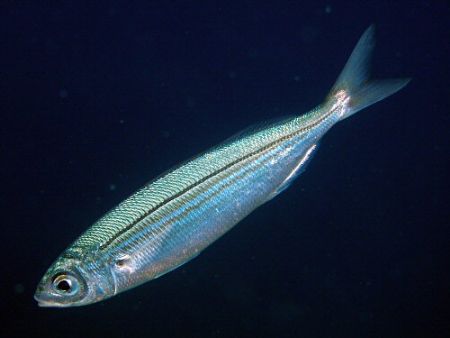 Shiny! Close up of a baitfish off Bunaken, Manado by Rob Spray 