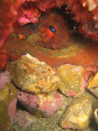 The eye of the beast...octopus hiding in his lair...watch... by Cyrille France 