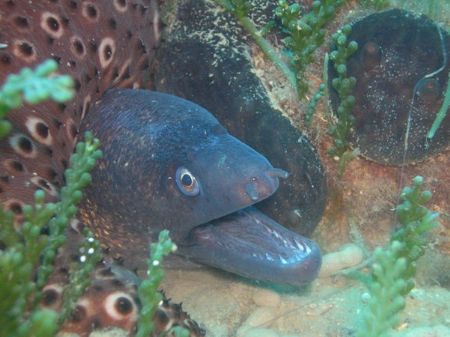 Moray by Hakan Taslicay 