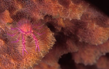 Hairy squat Lobster in a sponge barrel taken with Nikon F... by Fiona Ayerst 