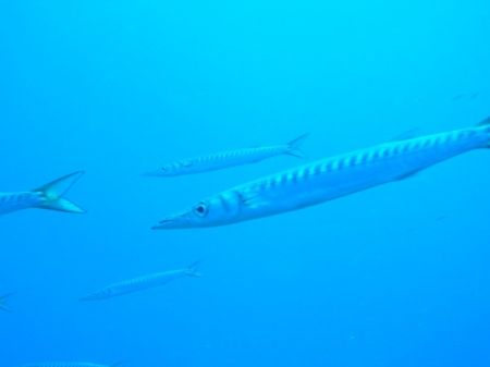 Barracuda by Hakan Taslicay 