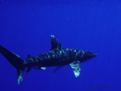 Oceanic White Tip a few miles off the coast of Kona where... by Michele Jarvis 