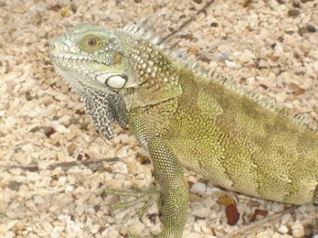 Picture actually taken in Curacao. They make iguana soup ... by Kelly N. Saunders 