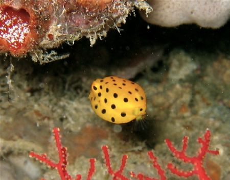 Shy juvenile box fish by Alex Lim 