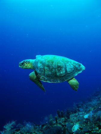 The turtles are starting to get horny and here is a femal... by Martin Spragg 