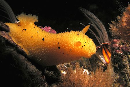 "I love the smell of barnacles in the morning". Barkley S... by Rand Mcmeins 