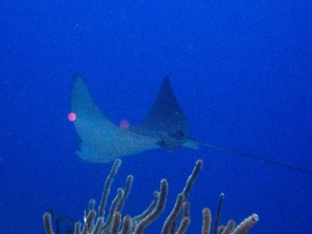 Cruising gracefully. Spotted eagle ray taken at French Ca... by Thierry Tremblay 